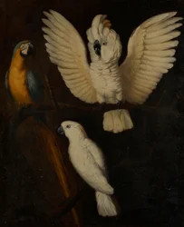 Papageien